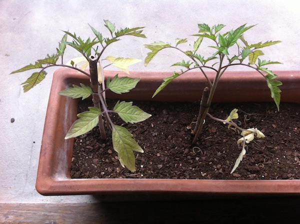 tomàquets_cordebou.jpg