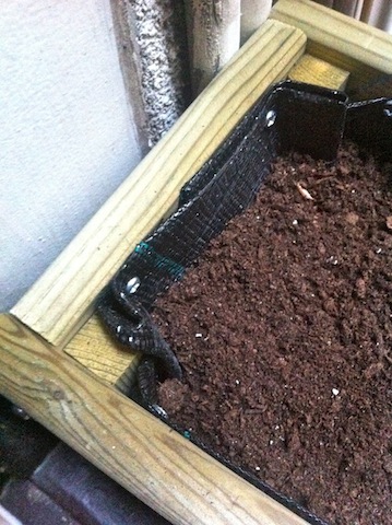 windowbox.jpg