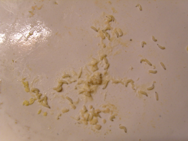 S1033021.JPG