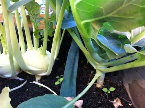 kohlrabi&kohl.JPG