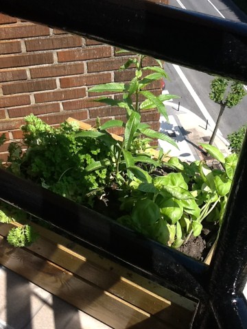 albahaca (360 x 480).jpg