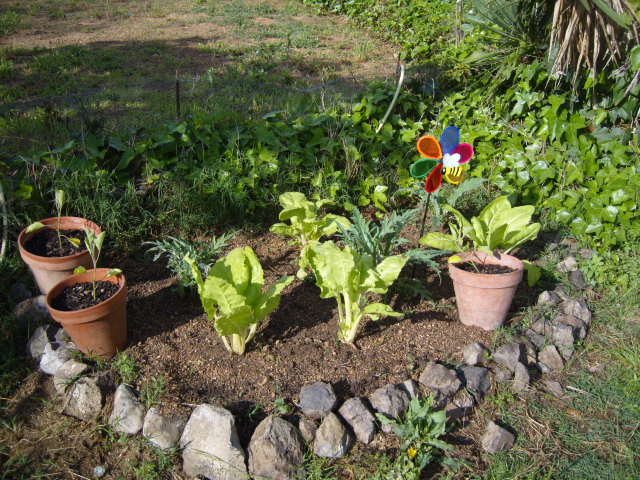 hort maig 2012.JPG