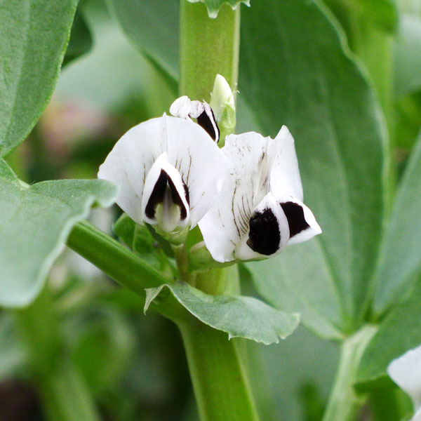 Flor de haba.jpg