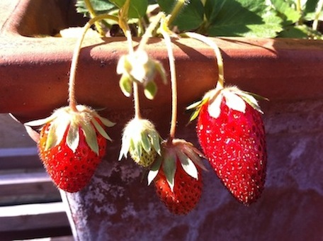 erdbeeren.JPG