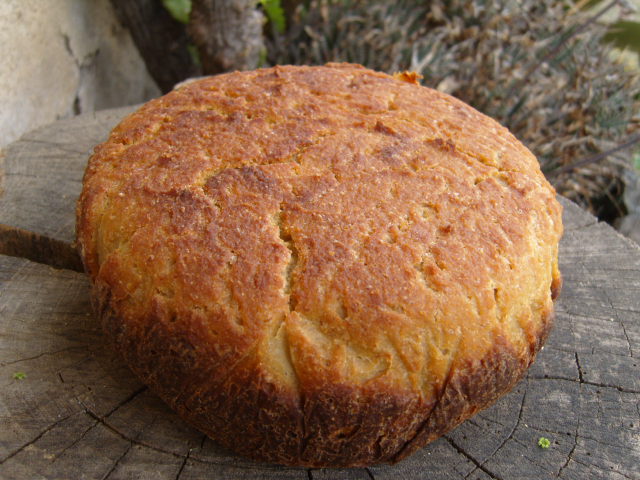 439 sg sorgo,mill i cigró.JPG
