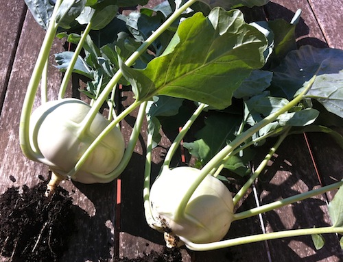 kohlrabi.JPG