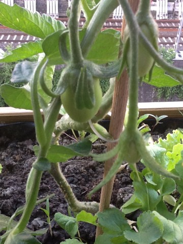 tomates (360 x 480).jpg