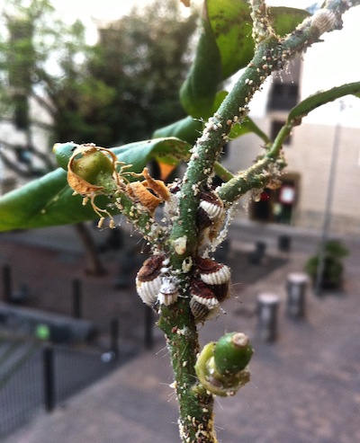 lemontree.jpg