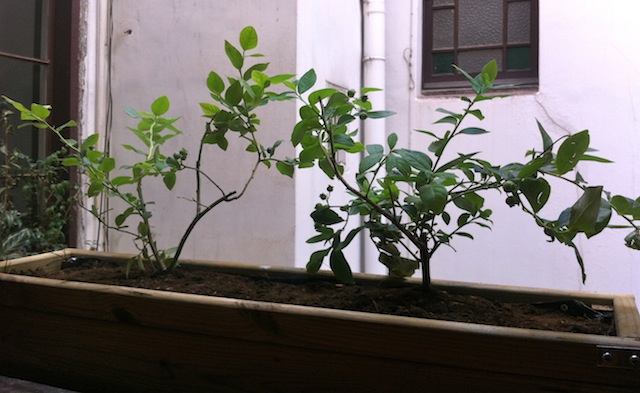 blueberryplants.JPG