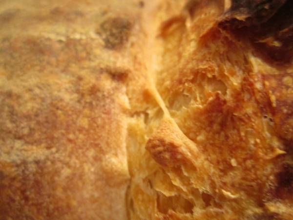 detalle semola.jpg
