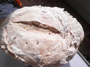 El segundo ,un pan con la receta basica de Iban, con harina Morena ( mallorquina) y MM de espelta ,amasado y a la nevera toda la noche, hay que decir que es el primero que despues del reposo tuvo el aspecto del de los videos (masa tersa y elastica), formado y reposo unas 8 horas, y al sacarla del cestillo, desastre total, se desparramo y quedo totalmente amorfo. Sobre el sabor un poco "chicloso"
