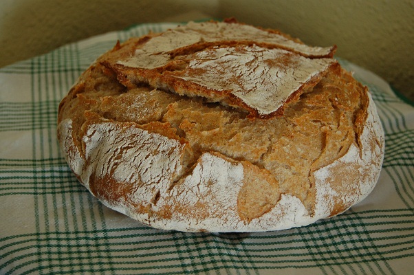 Pan C. Vulgaris.JPG