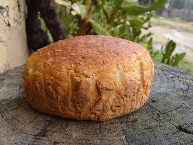 332 sg amb llavors i flocs de civada.JPG