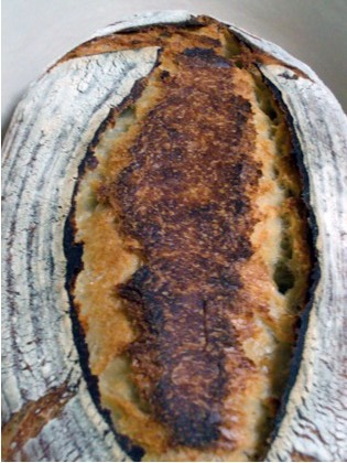 Kamut.jpg